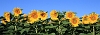 IMG_1541_Tournesols